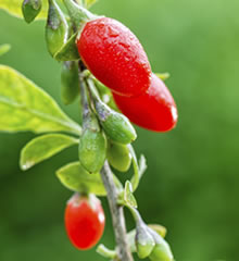 Goji Berry Whole 枸杞 454g